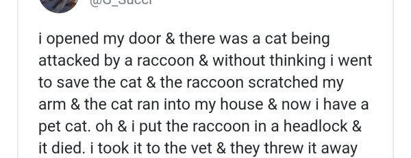 octopus intelligence stories - i opened my door & there was a cat being attacked by a raccoon & without thinking i went to save the cat & the raccoon scratched my arm & the cat ran into my house & now i have a pet cat. oh & i put the raccoon in a headlock