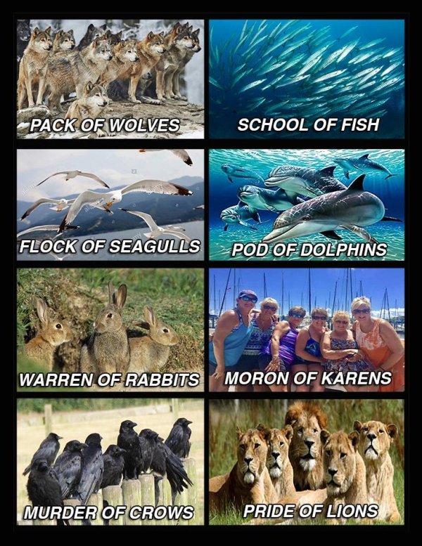 fauna - Pack Of Wolves School Of Fish Flock Of Seagulls Pod Of Dolphins Warren Of Rabbits Moron Of Karens Murder Of Crows Pride Of Lions