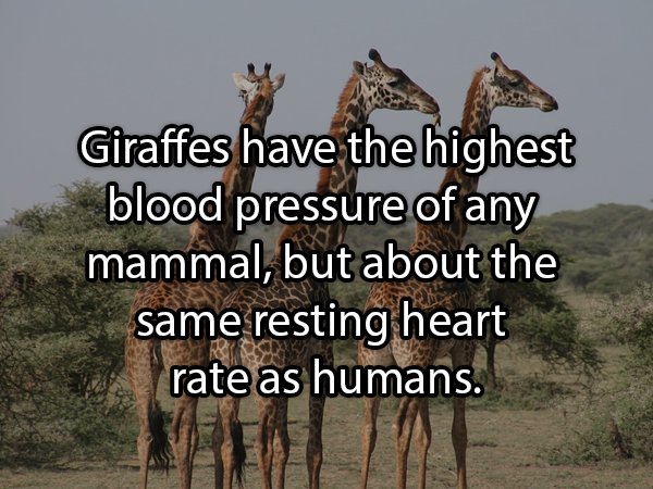 group of animals giraffe - Giraffes have the highest blood pressure of any mammal, but about the same resting heart rate as humans.