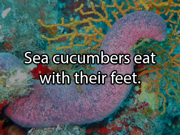 sea cucumbers - Sea cucumbers eat with their feet.