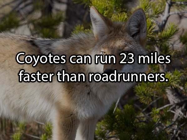 coyotes in mississauga - Coyotes can run 23 miles faster than roadrunners.