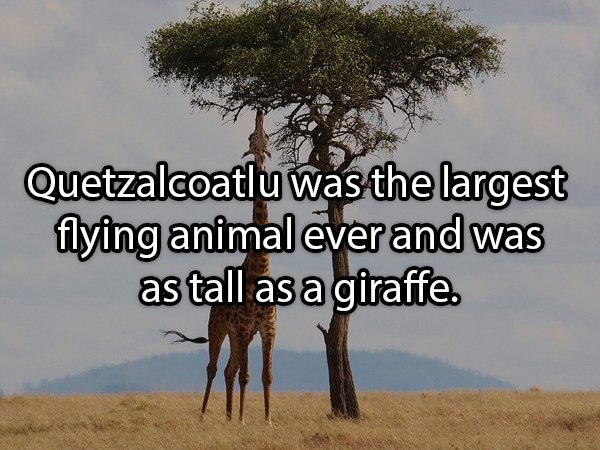 does being tall make you die faster - Quetzalcoatlu was the largest flying animal ever and was as tall as a giraffe.