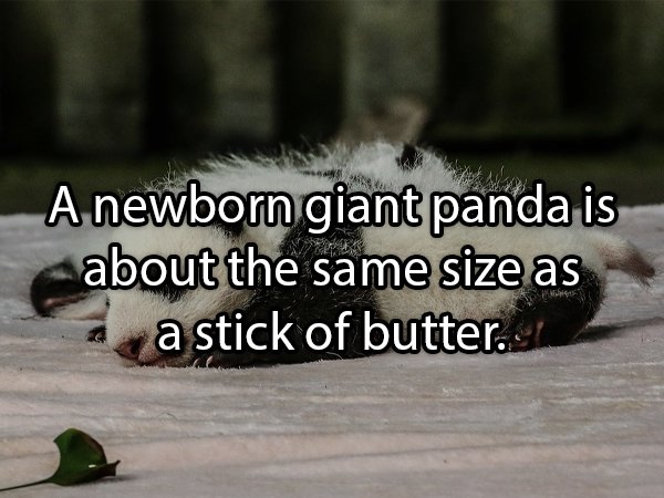 A newborn giant panda is about the same size as a stick of butter.
