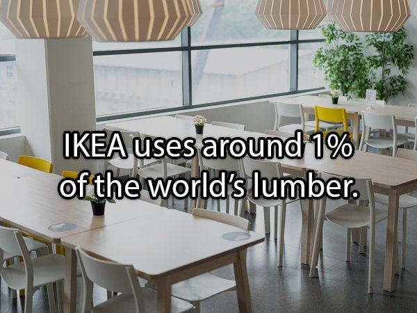 Chair - Ikea uses around 1% of the world's lumber.