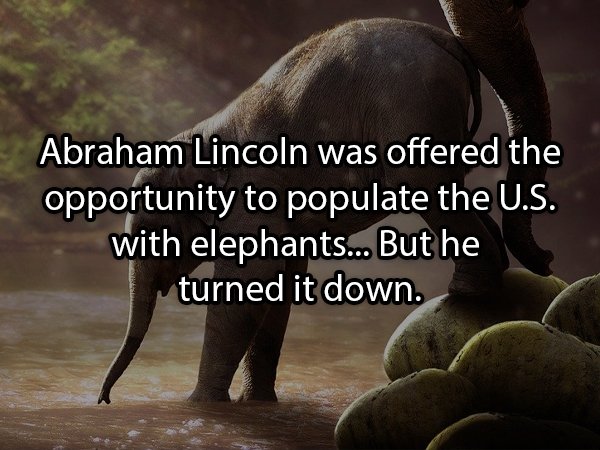 elephant hd photo download - Abraham Lincoln was offered the opportunity to populate the U.S. with elephants... But he turned it down.