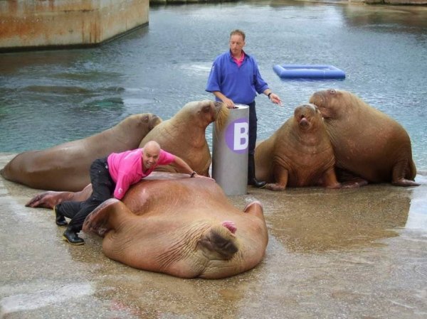 cute walruses
