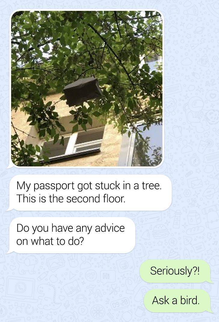 tree - My passport got stuck in a tree. This is the second floor. Do you have any advice on what to do? Seriously?! Ask a bird.