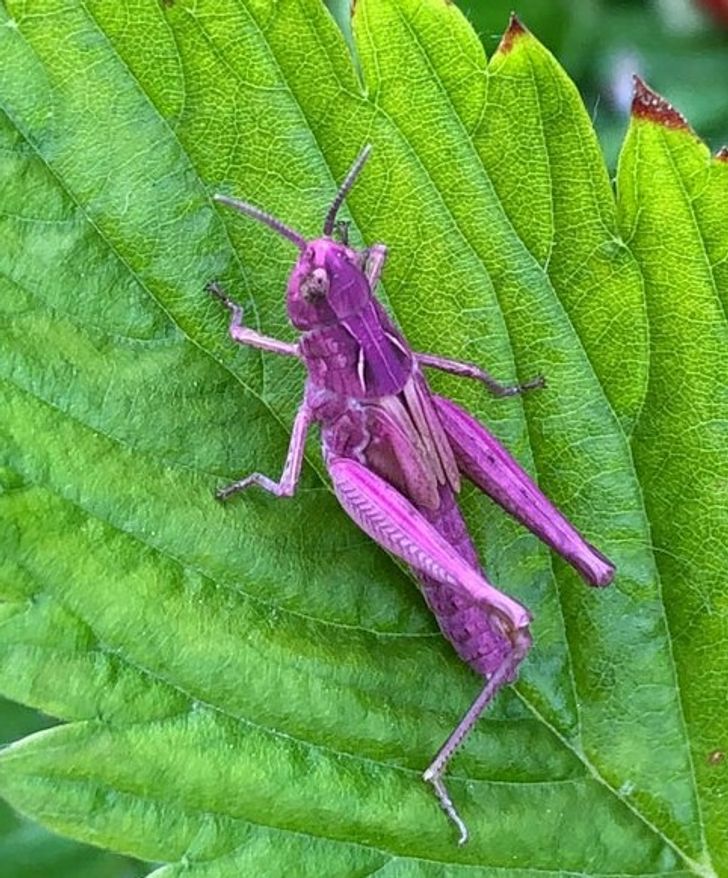 Purple grasshoppers do exist, but they’re extremely rare!