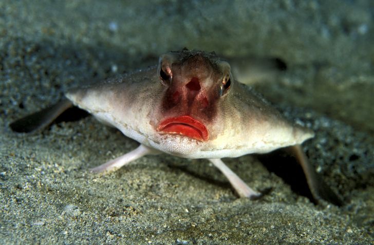 red lipped batfish