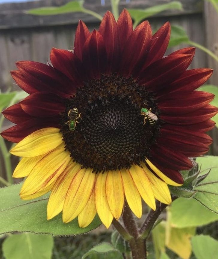 A bicolor sunflower to brighten your day!