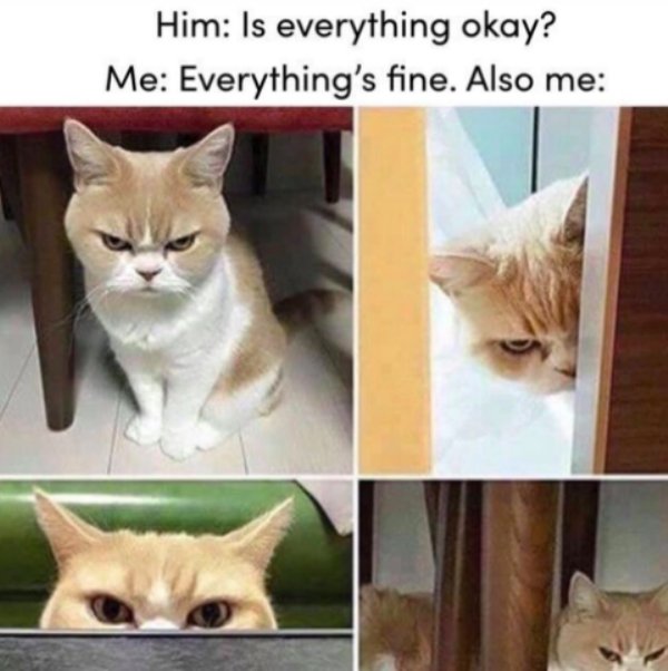 wrong with cat meme - Him Is everything okay? Me Everything's fine. Also me