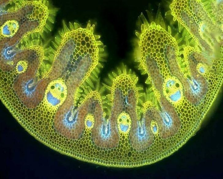grass cells under microscope - ,