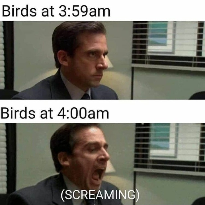 Michael Scott the office meme - Birds at 3:59 am Birds at 4:00 am Screaming