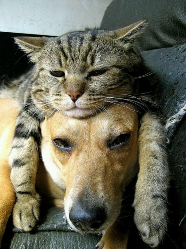 chillout cat hanging on top of a dog