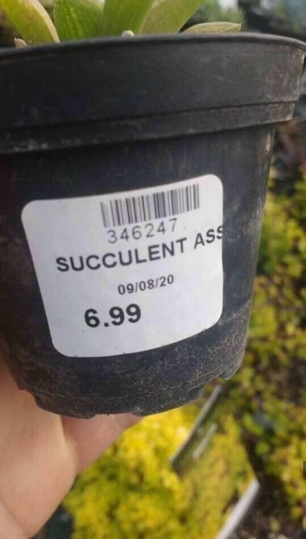 succulent ass - 346247 Succulent Ass 090820 6.99