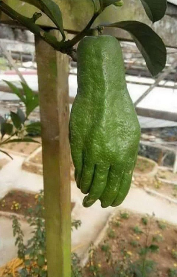 weird avocado