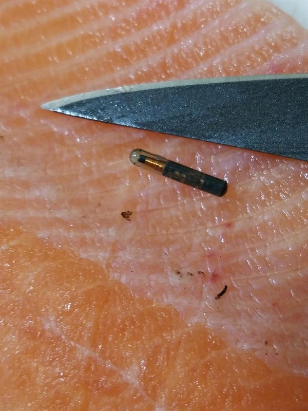 tiny radio tracking device found in a salmon