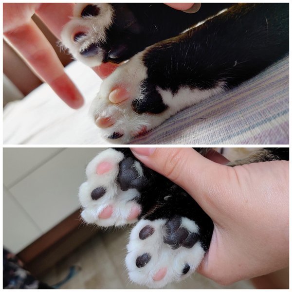 cat's beans paws toes pink black