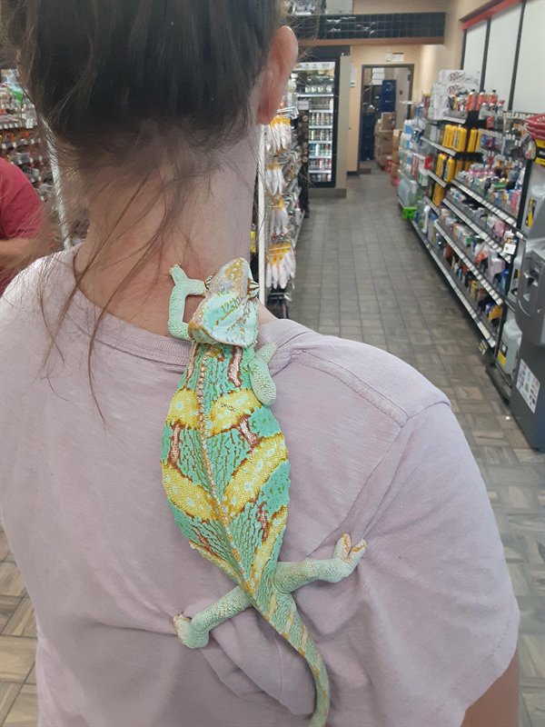 chameleon on woman