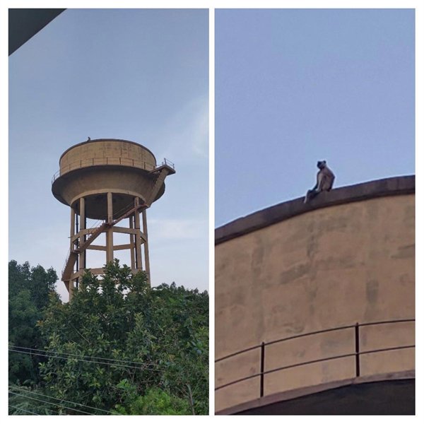 monkey on top of a water tank