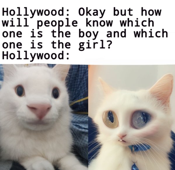 photo caption - Hollywood Okay but how will people know which one is the boy and which one is the girl? Hollywood