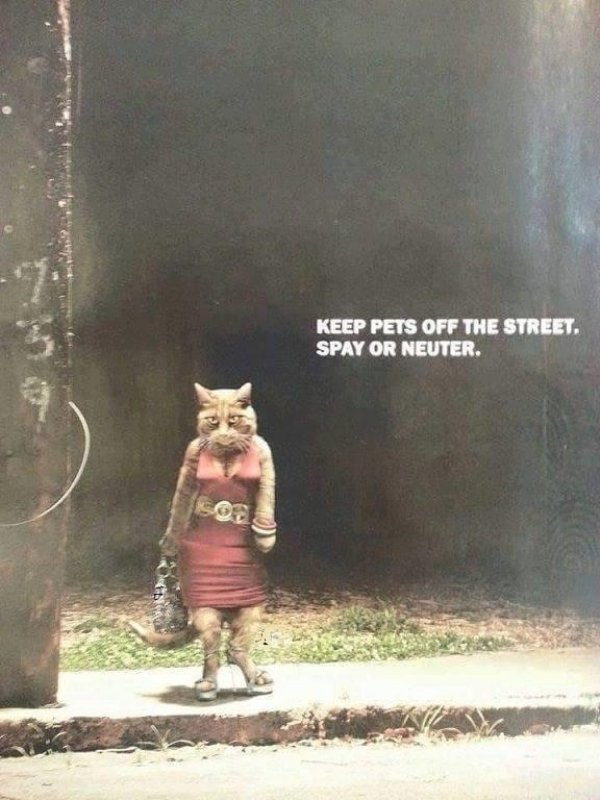 keep pets off the street spay or neuter - Keep Pets Off The Street. Spay Or Neuter.