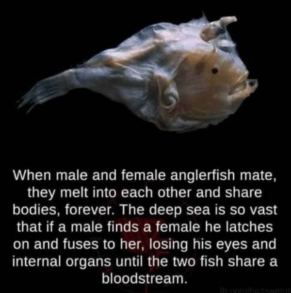 male and female anglerfish mate - When male and female anglerfish mate, they melt into each other and bodies, forever. The deep sea is so vast that if a male finds a female he latches on and fuses to her, losing his eyes and internal organs until the two 