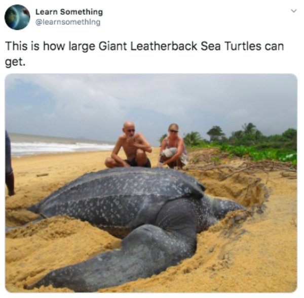 nayarit mexico turtle - Learn Something This is how large Giant Leatherback Sea Turtles can get.