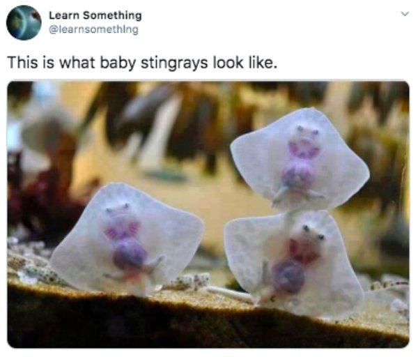 funny memes - Learn Something This is what baby stingrays look .