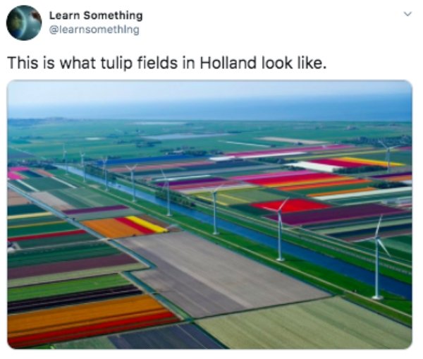 holland tulip fields - Learn Something This is what tulip fields in Holland look .