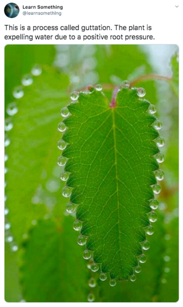 art of nature - Learn Something This is a process called guttation. The plant is expelling water due to a positive root pressure.