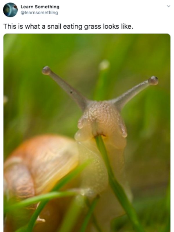 snail face - Learn Something This is what a snail eating grass looks .