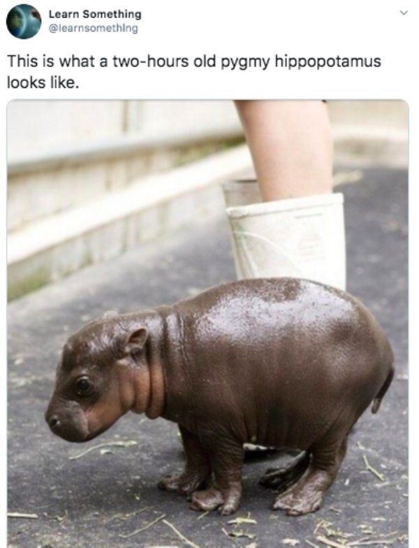 london zoo pygmy hippo - Learn Something This is what a twohours old pygmy hippopotamus looks .