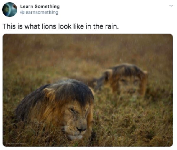 lion in rain - Learn Something This is what lions look in the rain.