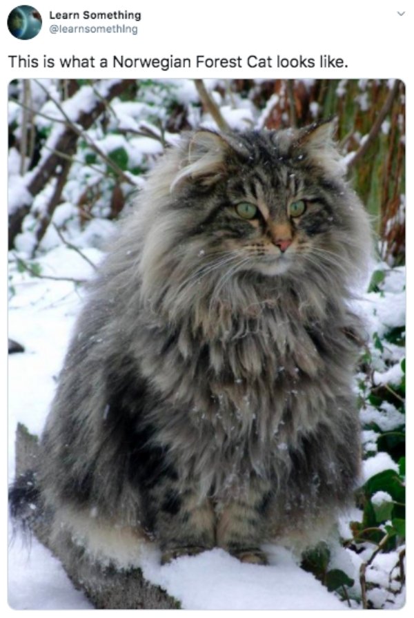 wild maine coon cat - Learn Something This is what a Norwegian Forest Cat looks .