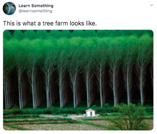 ominous woods - Learn Something This is what a tree farm looks .