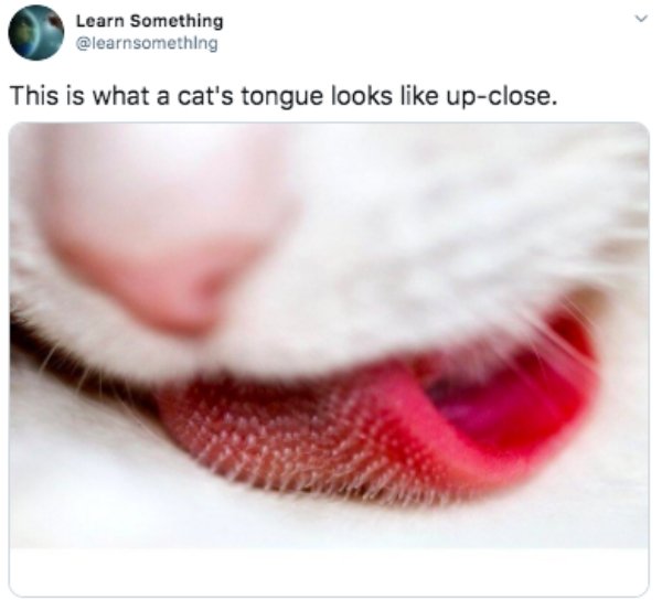 real cat tongue - Learn Something This is what a cat's tongue looks upclose.