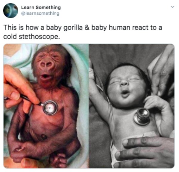 baby gorilla cold stethoscope - Learn Something This is how a baby gorilla & baby human react to a cold stethoscope.