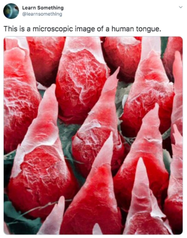 human tongue macro - Learn Something This is a microscopic image of a human tongue.