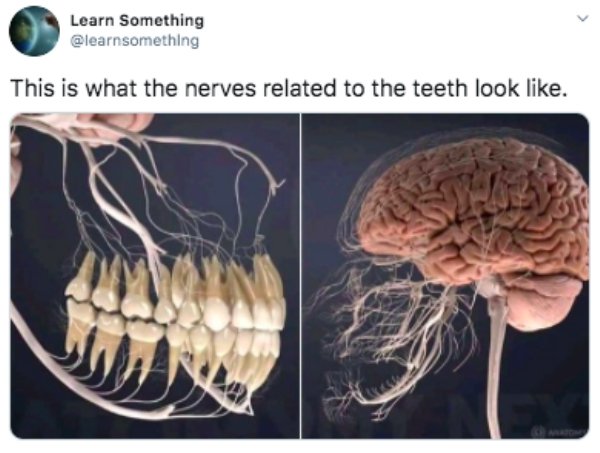 luxury bones - Learn Something This is what the nerves related to the teeth look .