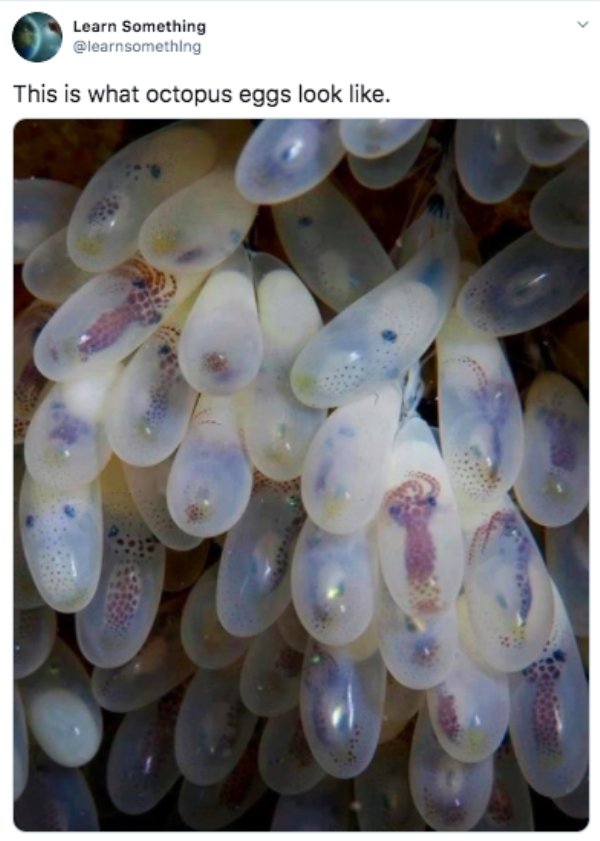 baby octopus egg - Learn Something This is what octopus eggs look .