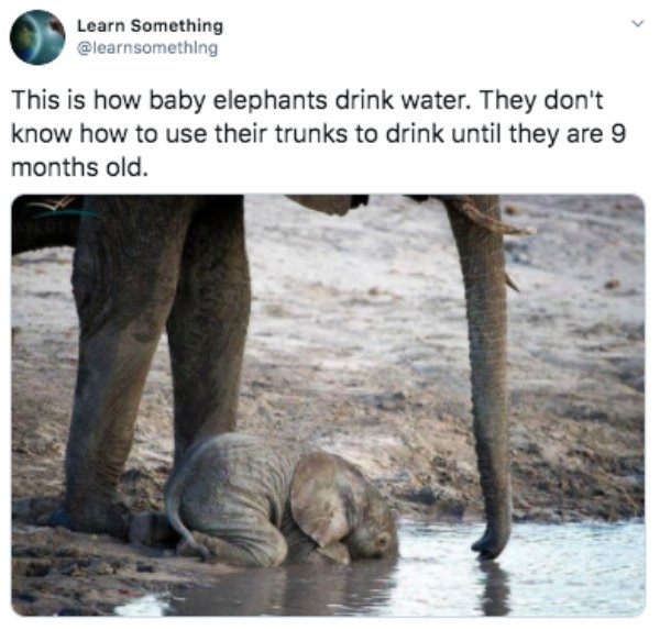 baby elephant drinking - Learn Something This is how baby elephants drink water. They don't know how to use their trunks to drink until they are 9 months old.