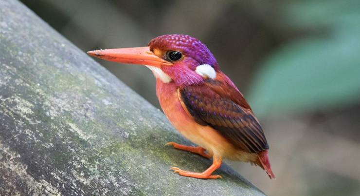 south philippine dwarf kingfisher
