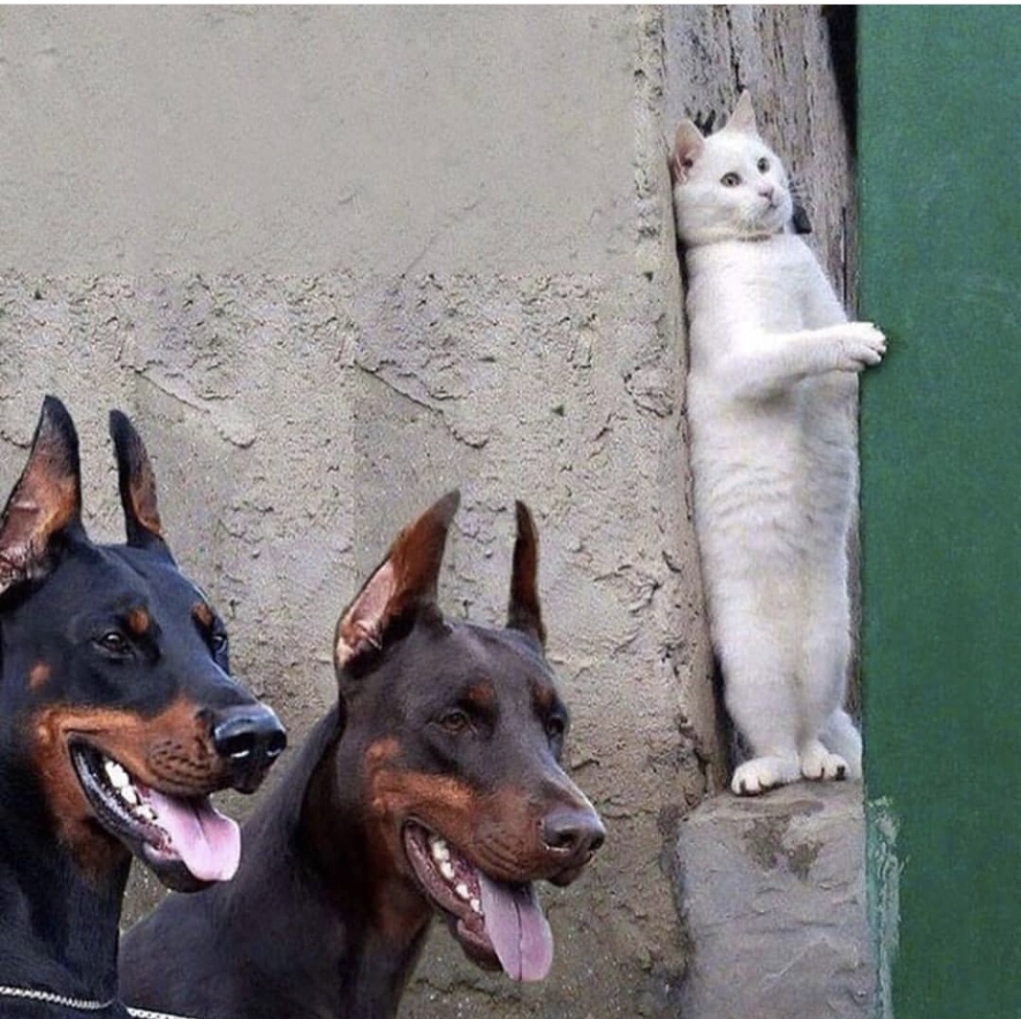 cat hiding from dogs