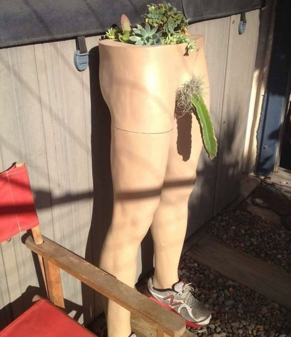 weird cactus - no