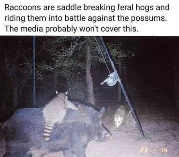 raccoons are saddle breaking feral hogs - Raccoons are saddle breaking feral hogs and riding them into battle against the possums. The media probably won't cover this. 3IN