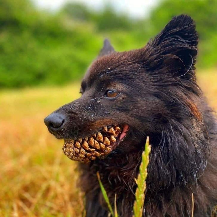 This dog with pinecone teeth