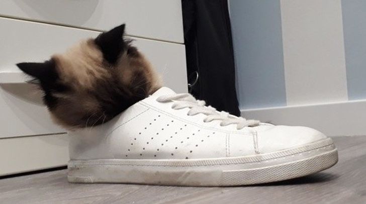 My cat in a shoe