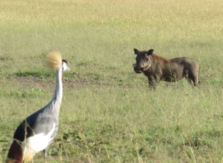 “This photo I took on a safari looks like a Pokemon battle.”