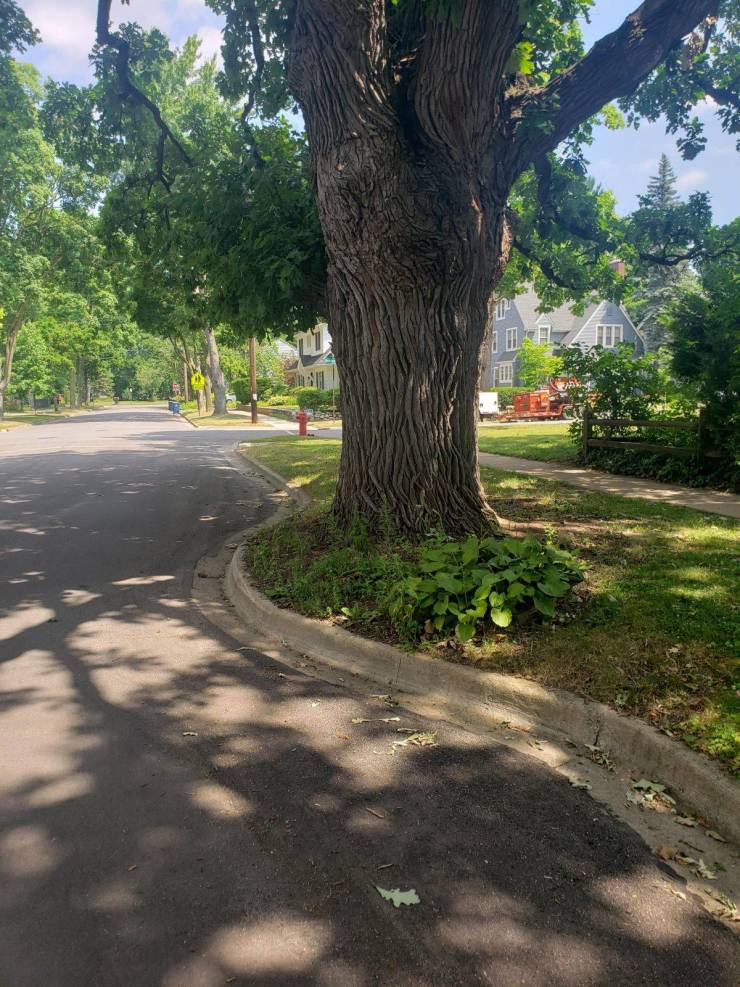 Tree is given part of road instead of being cut down.